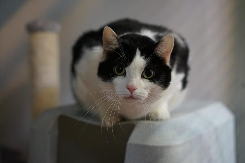 Manni - Katze zur Adoption aus Hamburger Tierschutzverein