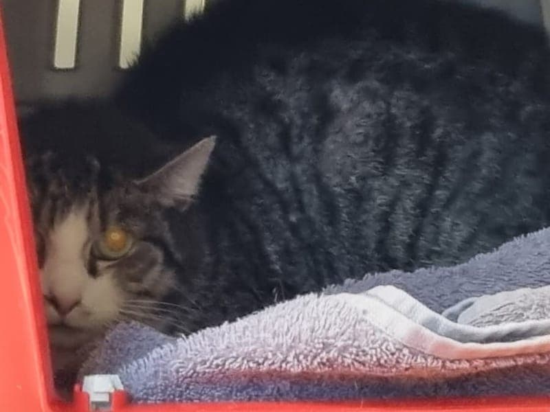 Mao Mao - Katze zur Adoption aus Hamburger Tierschutzverein