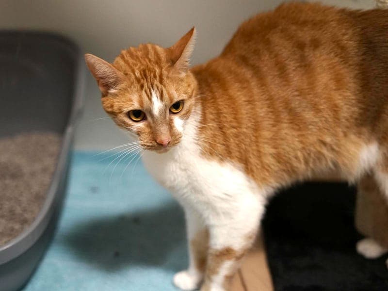Maple - Katze zur Adoption aus Hamburger Tierschutzverein