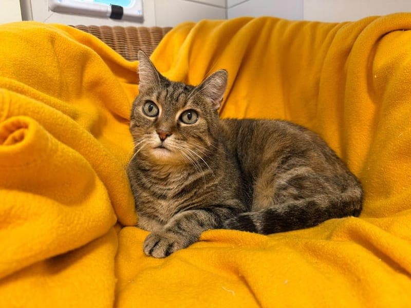 Marlies - Katze zur Adoption aus Hamburger Tierschutzverein
