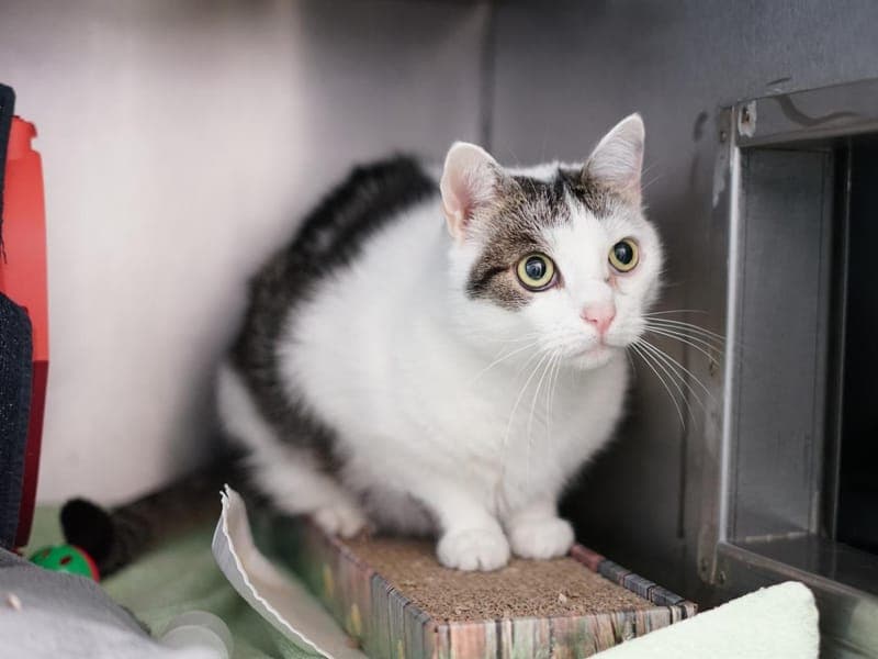 Mash - Katze zur Adoption aus Hamburger Tierschutzverein