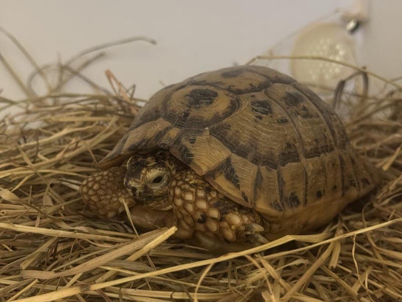 Matthias - Exot zur Adoption aus Hamburger Tierschutzverein