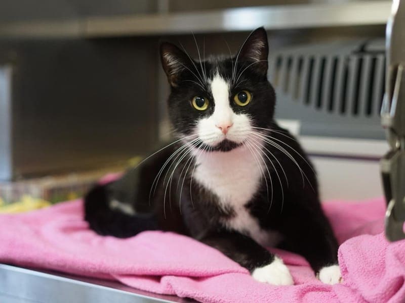 Max - Katze zur Adoption aus Hamburger Tierschutzverein