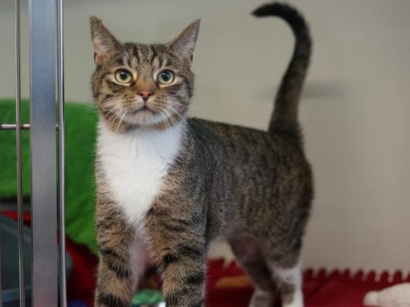 Max - Katze zur Adoption aus Hamburger Tierschutzverein