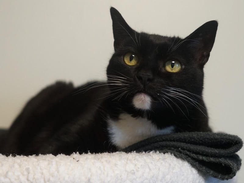 Miezekatze - Katze zur Adoption aus Hamburger Tierschutzverein