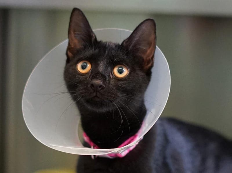 Mika - Katze zur Adoption aus Hamburger Tierschutzverein
