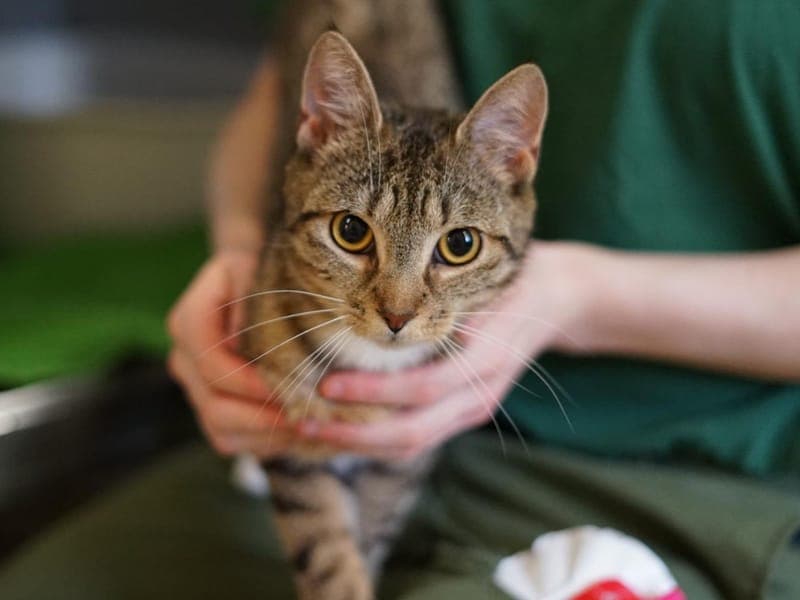 Mila - Katze zur Adoption aus Hamburger Tierschutzverein
