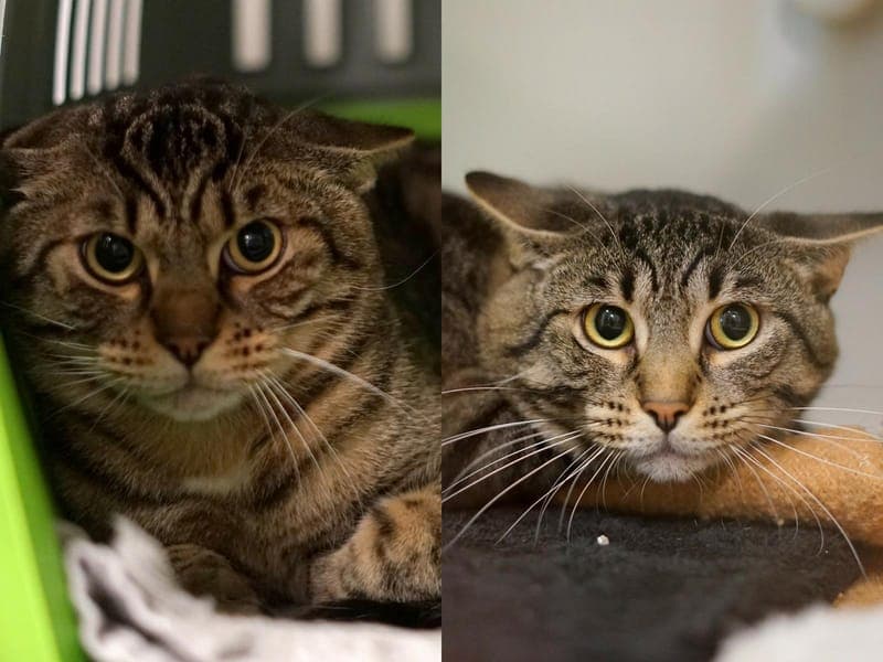 Milan & Merlin - Katze zur Adoption aus Hamburger Tierschutzverein