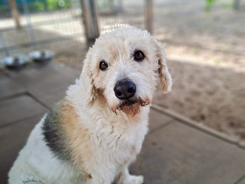 Milou - Hund zur Adoption aus Hamburger Tierschutzverein