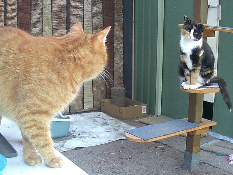 Miss Heartly & Mr. Heartly - Katze zur Adoption aus Hamburger Tierschutzverein