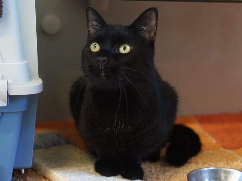 Monty - Katze zur Adoption aus Hamburger Tierschutzverein