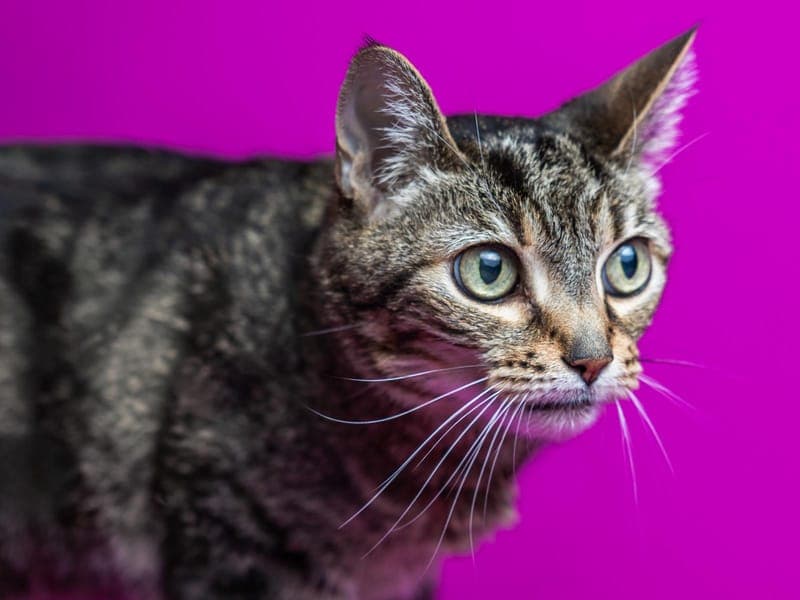 Mora - Katze zur Adoption aus Hamburger Tierschutzverein