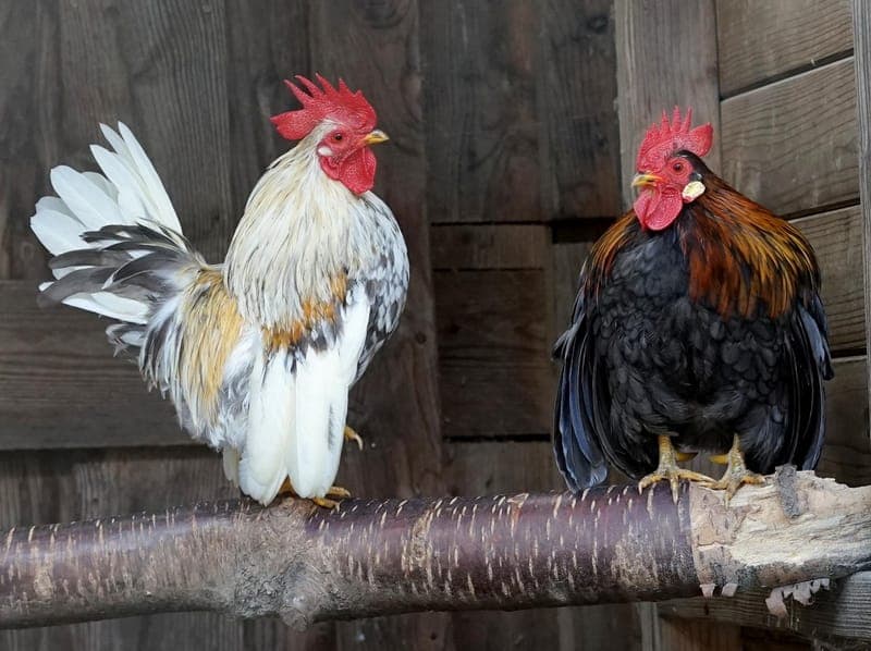 Moritz & Michel - Vogel zur Adoption aus Hamburger Tierschutzverein
