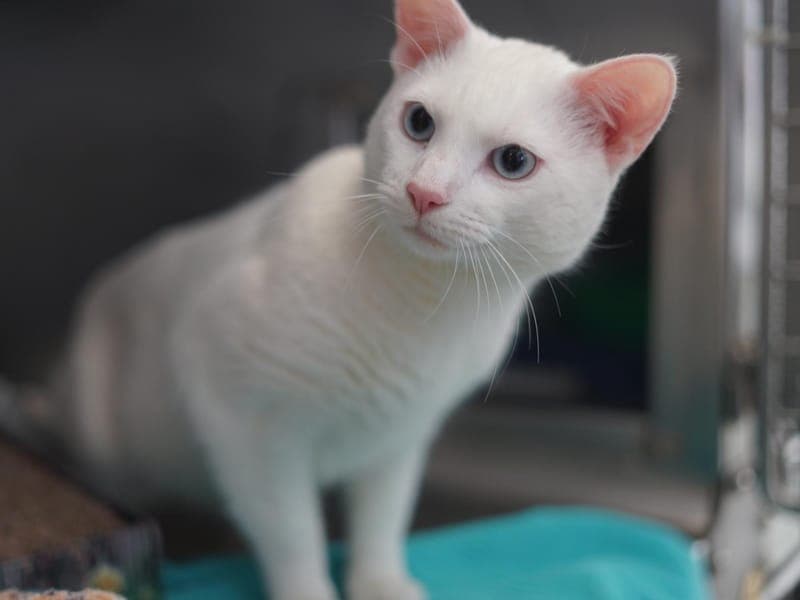 Mozart - Katze zur Adoption aus Hamburger Tierschutzverein