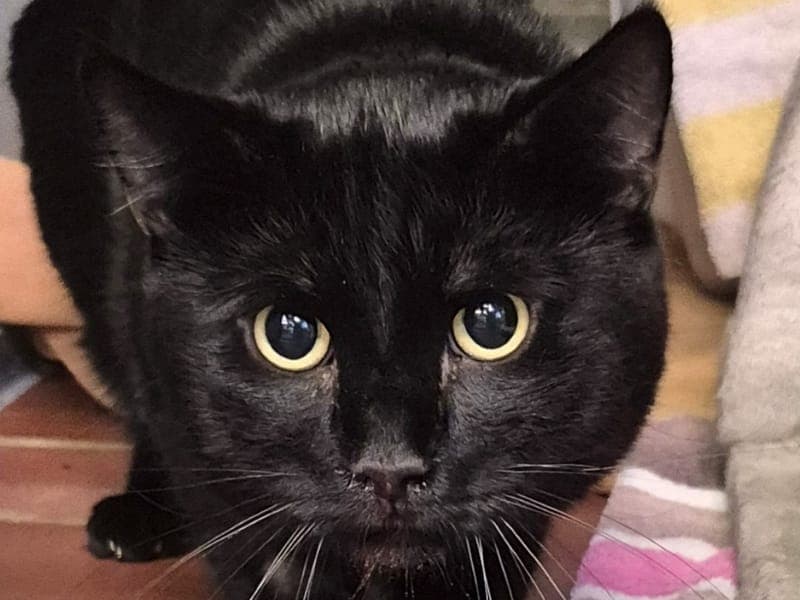 Muffin - Katze zur Adoption aus Hamburger Tierschutzverein
