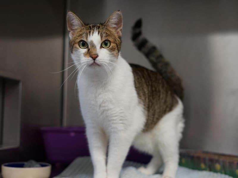 Nietzsche - Katze zur Adoption aus Hamburger Tierschutzverein