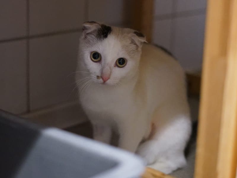 Peanut - Katze zur Adoption aus Hamburger Tierschutzverein