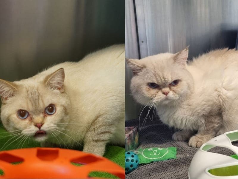 Peter & Knöddel - Katze zur Adoption aus Hamburger Tierschutzverein