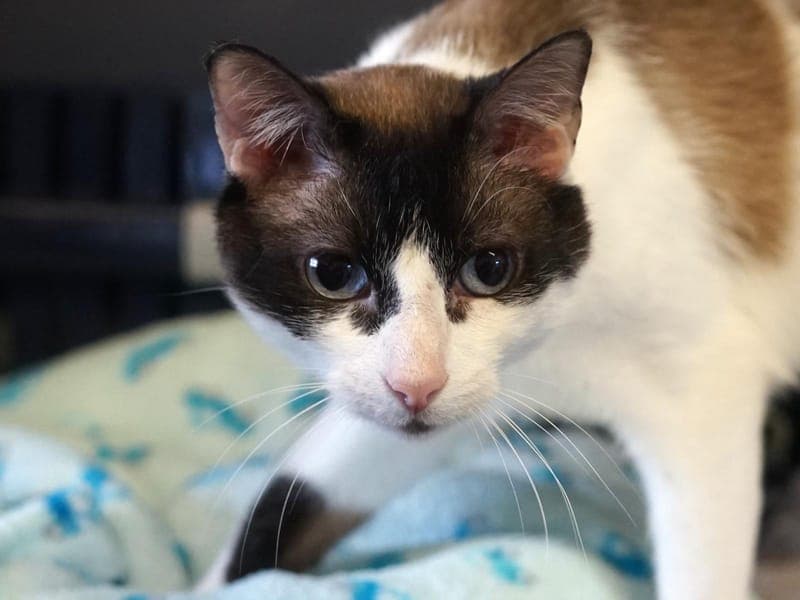 Picasso - Katze zur Adoption aus Hamburger Tierschutzverein