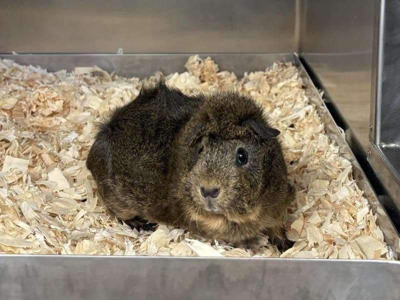 Pinut - Kleintier zur Adoption aus Hamburger Tierschutzverein
