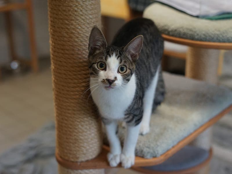 Pistazie - Katze zur Adoption aus Hamburger Tierschutzverein