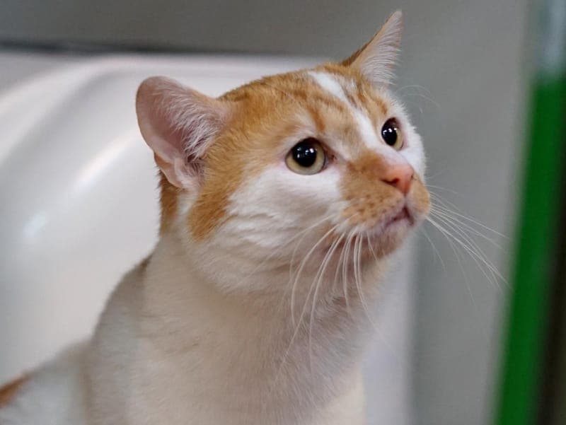 Prinz - Katze zur Adoption aus Hamburger Tierschutzverein