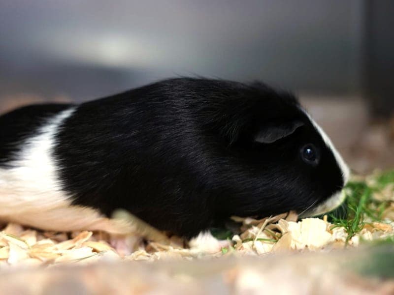 Pucki - Kleintier zur Adoption aus Hamburger Tierschutzverein