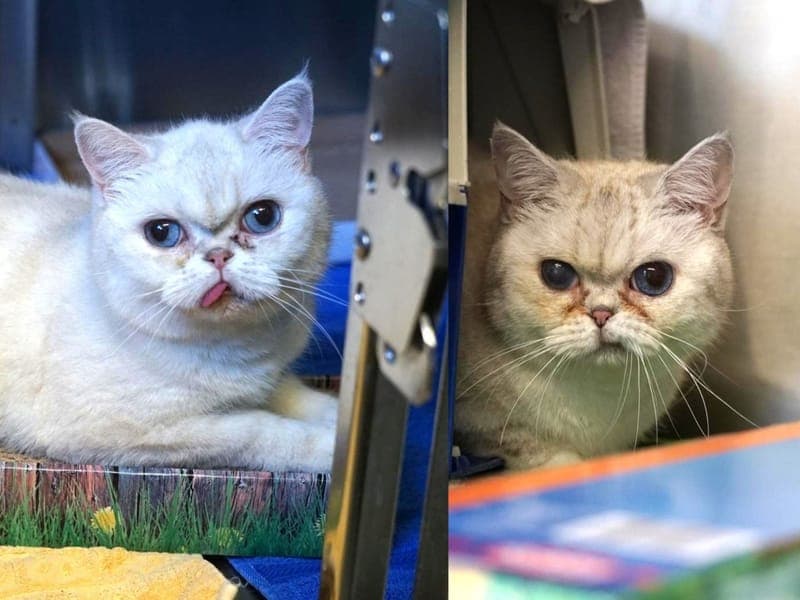 Purzel & Grammi - Katze zur Adoption aus Hamburger Tierschutzverein