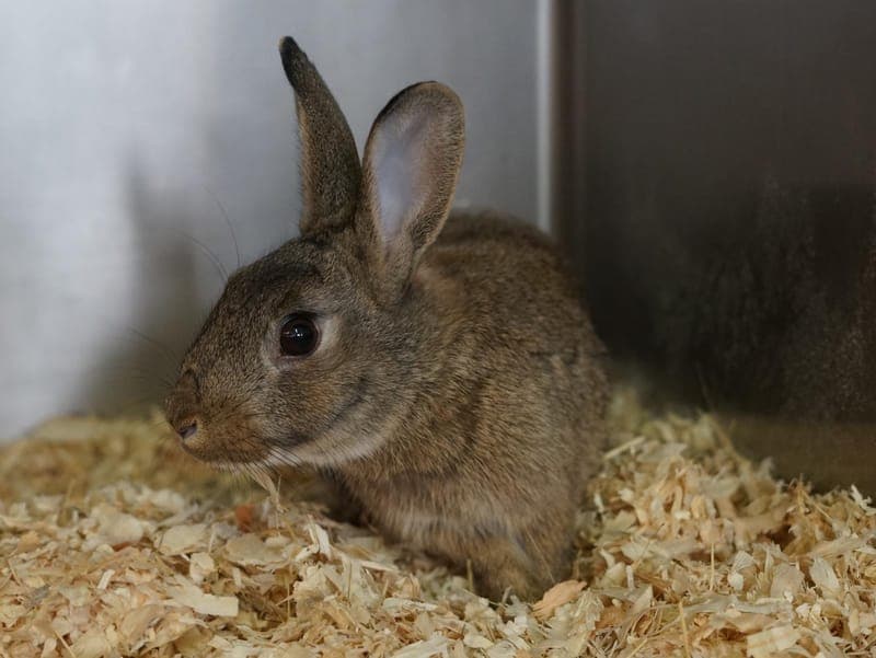 Ramzy - Kleintier zur Adoption aus Hamburger Tierschutzverein