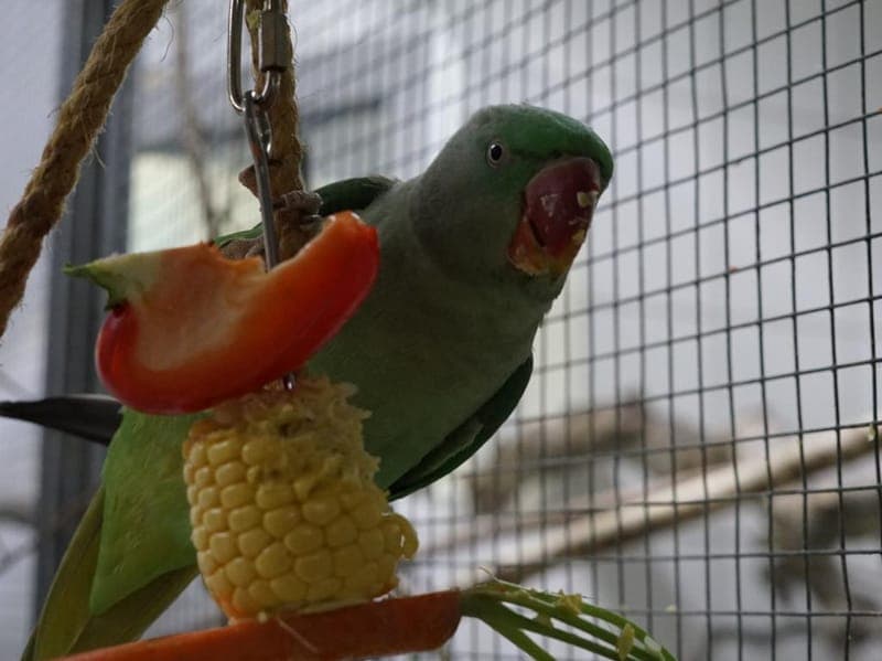 Robina - Vogel zur Adoption aus Hamburger Tierschutzverein