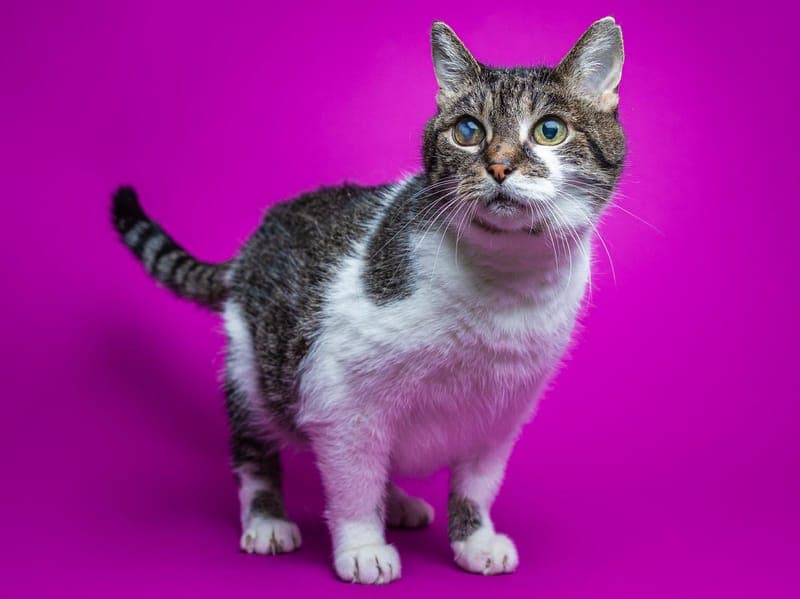 Rosalie - Katze zur Adoption aus Hamburger Tierschutzverein