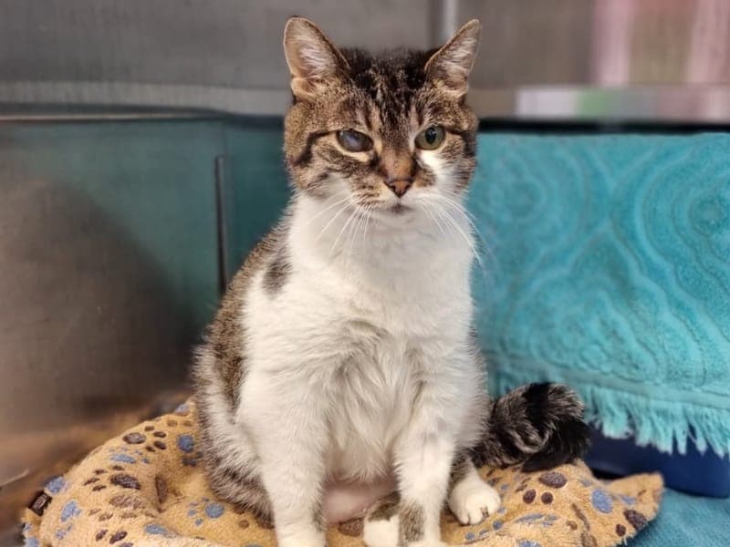 Rosalie - Katze zur Adoption aus Hamburger Tierschutzverein