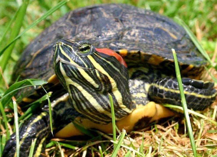 Rotwangen-Schmuckschildkröten - Exot zur Adoption aus Hamburger Tierschutzverein