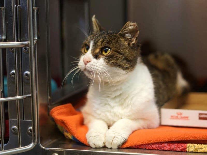 Rudi - Katze zur Adoption aus Hamburger Tierschutzverein