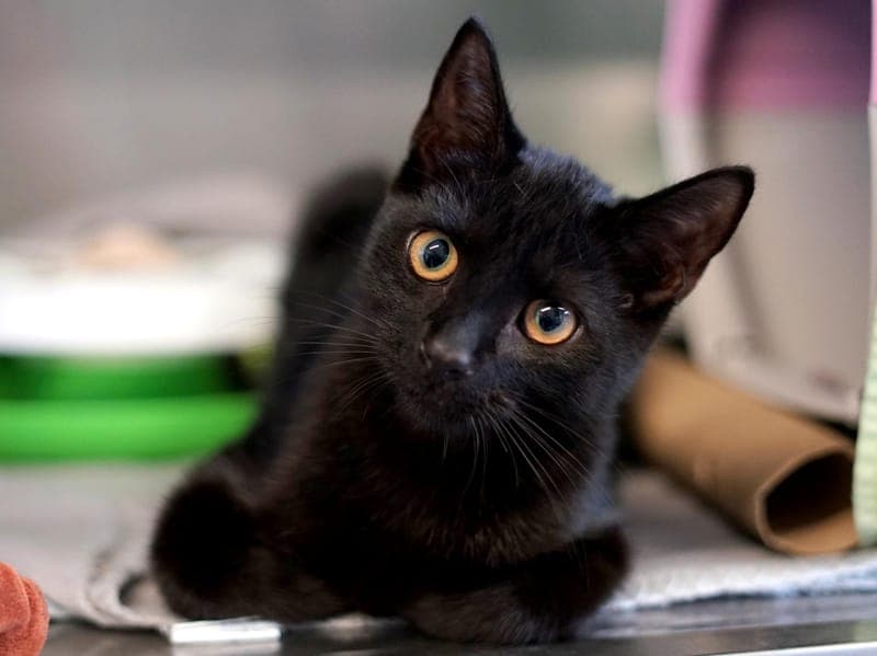 Saturn - Katze zur Adoption aus Hamburger Tierschutzverein