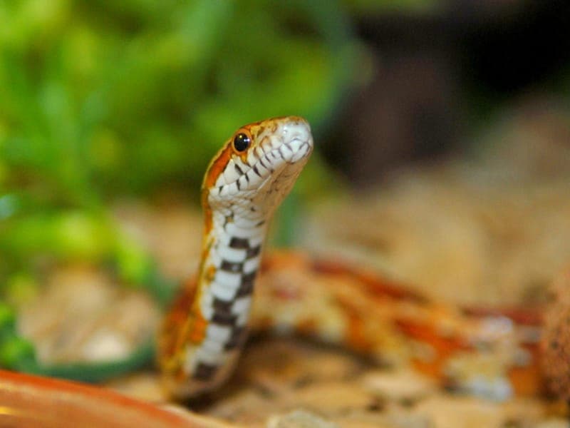 Schlangen (mit Videos) - Exot zur Adoption aus Hamburger Tierschutzverein