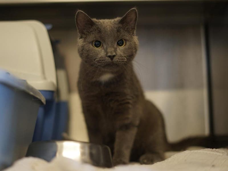 Sherlock - Katze zur Adoption aus Hamburger Tierschutzverein