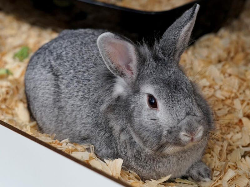 Silva - Kleintier zur Adoption aus Hamburger Tierschutzverein