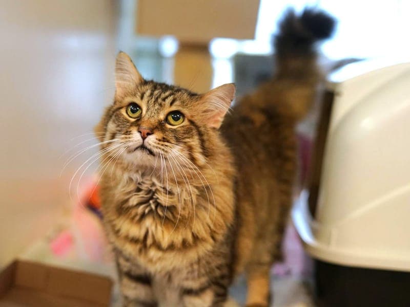 Simon - Katze zur Adoption aus Hamburger Tierschutzverein