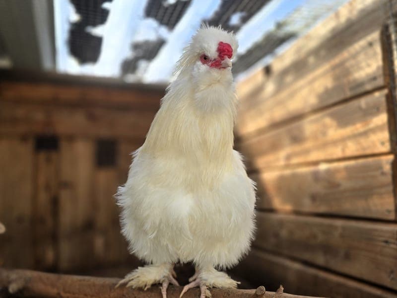 Sir Fluffington - Vogel zur Adoption aus Hamburger Tierschutzverein