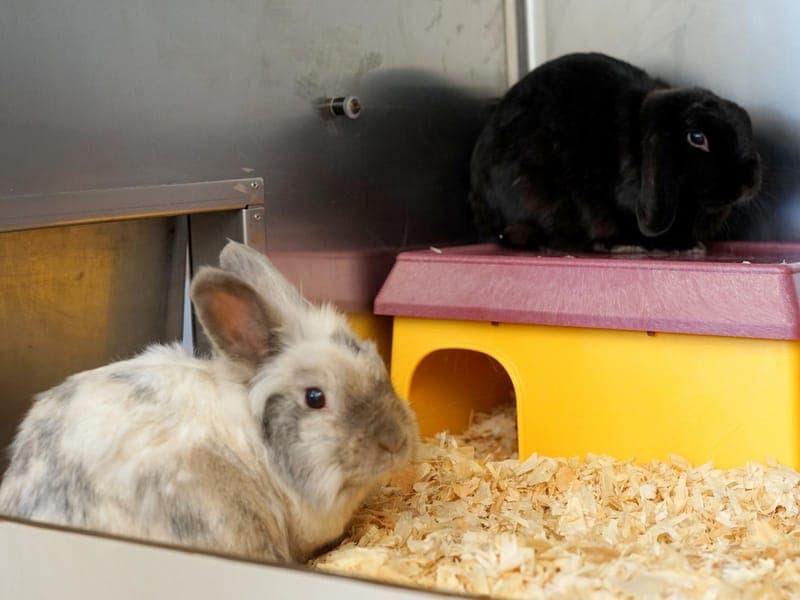 Smokey & Buddy - Kleintier zur Adoption aus Hamburger Tierschutzverein