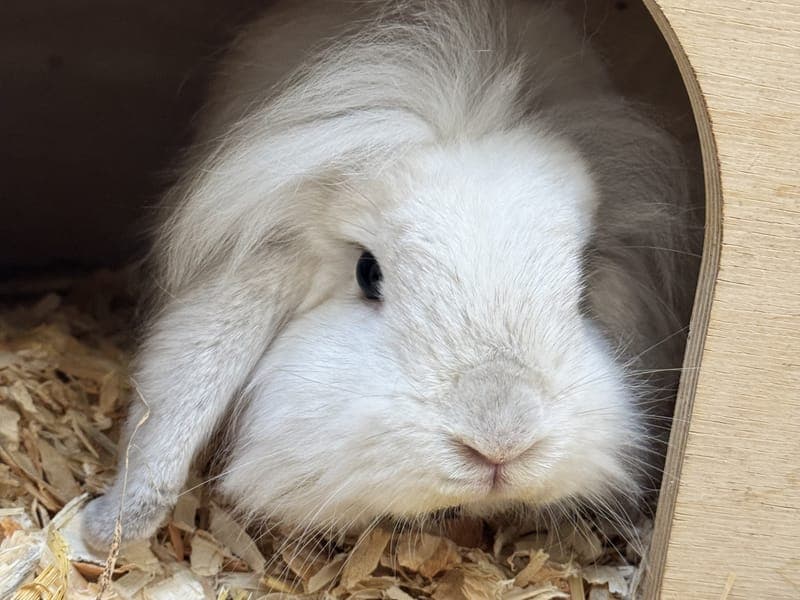 Snickers - Kleintier zur Adoption aus Hamburger Tierschutzverein