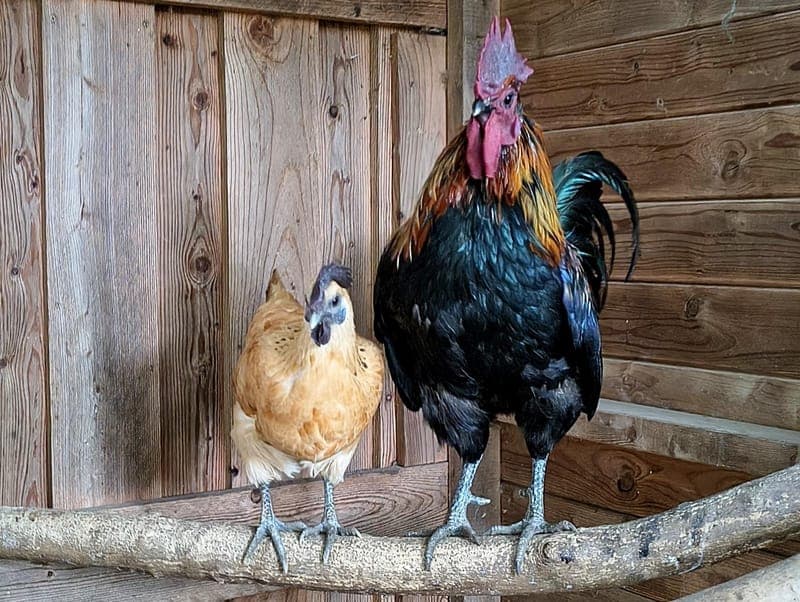 Sonja & Peter - Vogel zur Adoption aus Hamburger Tierschutzverein