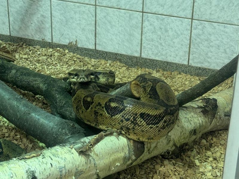 Sophie - Exot zur Adoption aus Hamburger Tierschutzverein