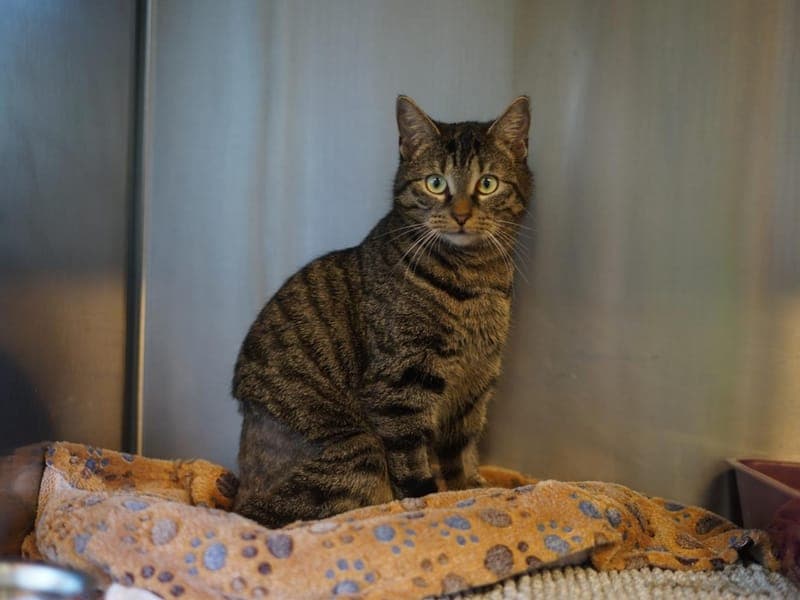 Soraya - Katze zur Adoption aus Hamburger Tierschutzverein