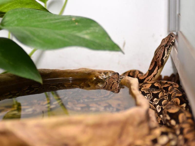 Steve und Spiky - Exot zur Adoption aus Hamburger Tierschutzverein