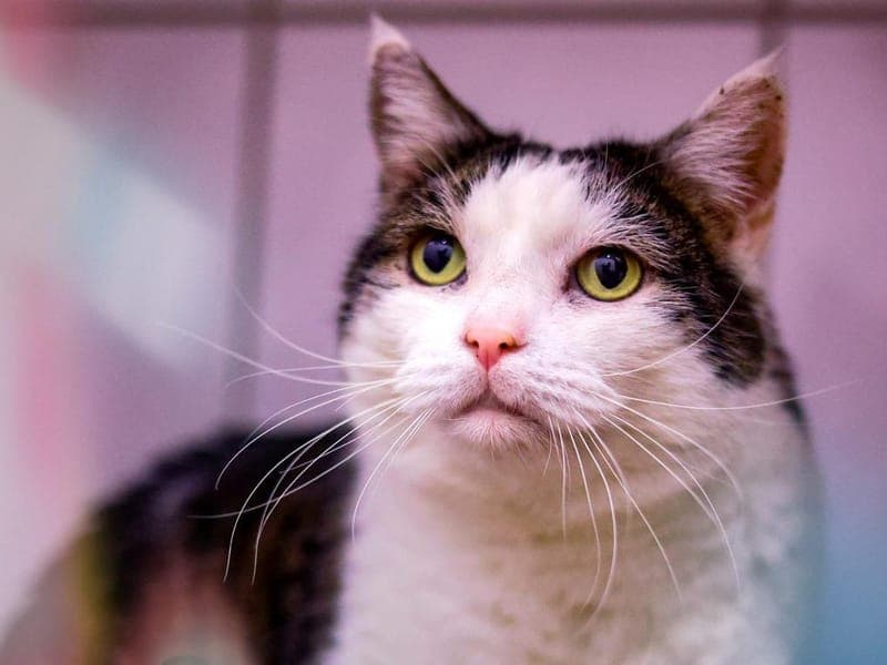 Sunny - Katze zur Adoption aus Hamburger Tierschutzverein