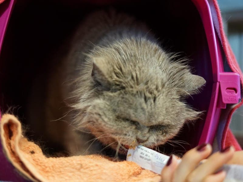 Tessa - Katze zur Adoption aus Hamburger Tierschutzverein