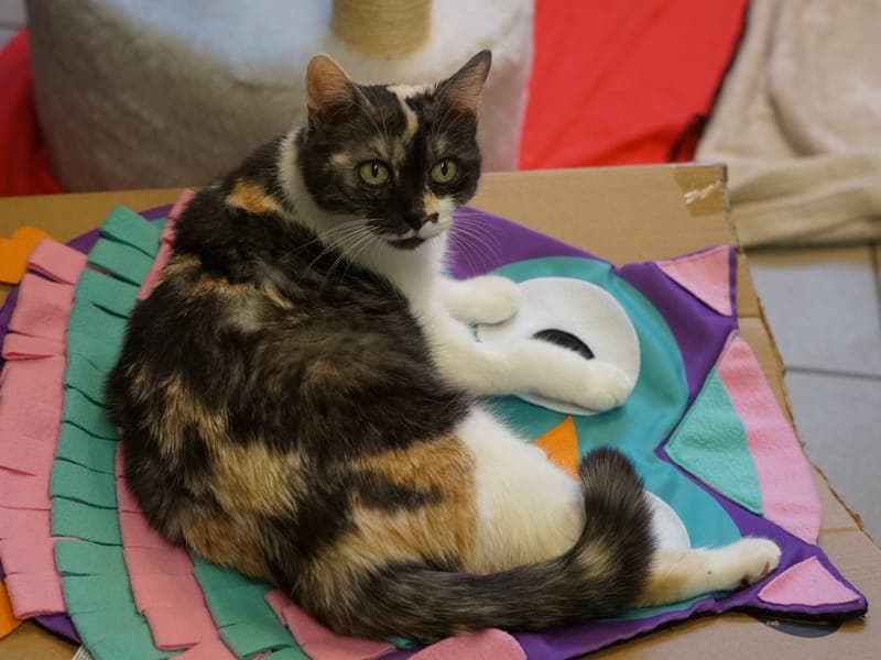 Thalia - Katze zur Adoption aus Hamburger Tierschutzverein