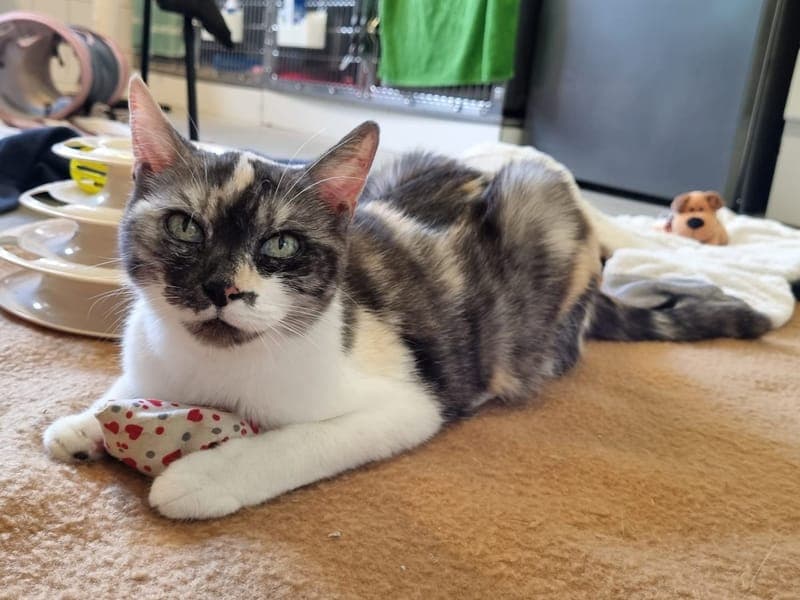 Thalia - Katze zur Adoption aus Hamburger Tierschutzverein